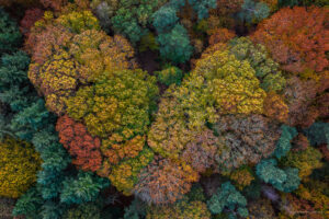 Bomen in de herfst vormen een kleurrijk hart.